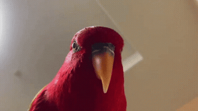 A Close Up Of A Red Parrot With The Word What Written On The Bottom GIF