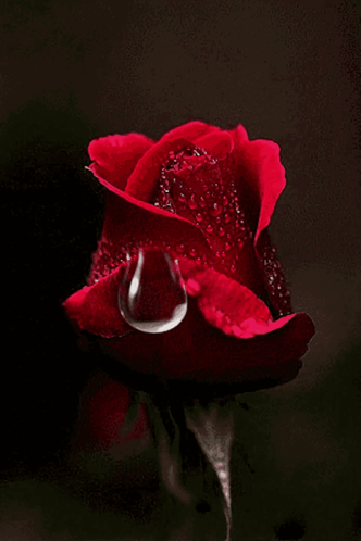 A Close Up Of A Red Rose With A Drop Of Water On It GIF