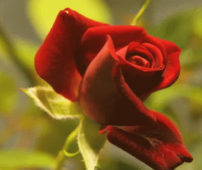 A Close Up Of A Red Rose With A Yellow Background GIF