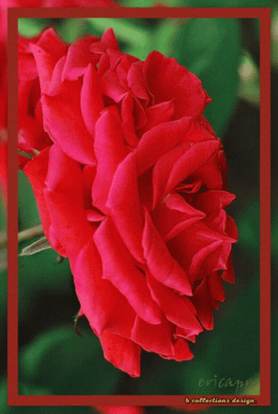A Close Up Of A Red Rose With Ericans Written On The Bottom GIF