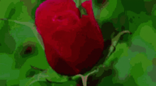 A Close Up Of A Red Rose With Green Leaves In The Background . GIF