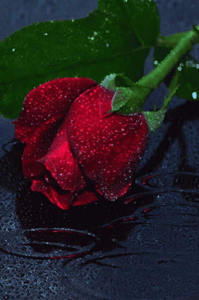 A Close Up Of A Red Rose With Water Drops On The Petals GIF