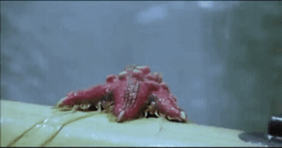 A Close Up Of A Red Starfish Crawling On A White Surface . GIF