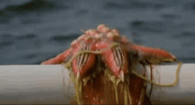 A Close Up Of A Red Starfish Sitting On Top Of A White Pipe In The Water . GIF