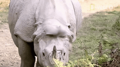 A Close Up Of A Rhino 'S Face With A National Geographic Logo In The Background GIF