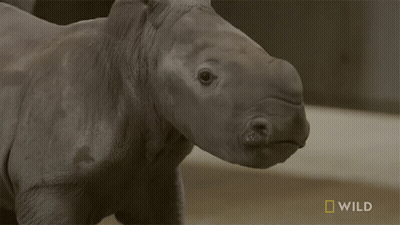 A Close Up Of A Rhino With A National Geographic Logo In The Corner GIF