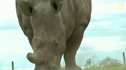 A Close Up Of A Rhino With A National Geographic Logo On The Bottom GIF