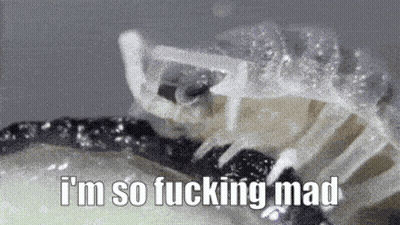 A Close Up Of A Scorpion With A Caption That Says `` I 'M So Fucking Mad '' . GIF