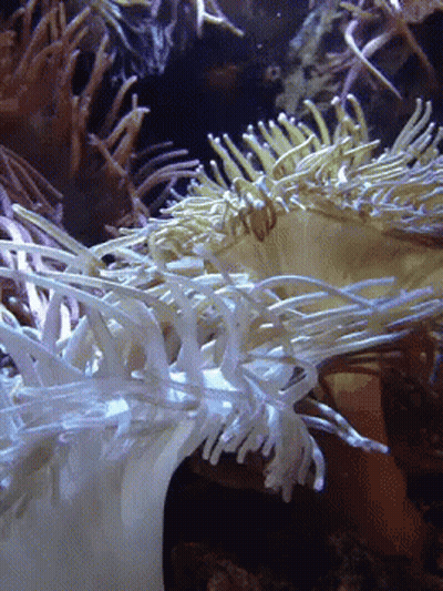 A Close Up Of A Sea Anemone With A Lot Of Tentacles GIF