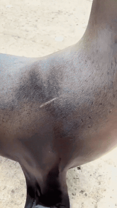 A Close Up Of A Sea Lion 'S Fur With A Few Spots On It GIF