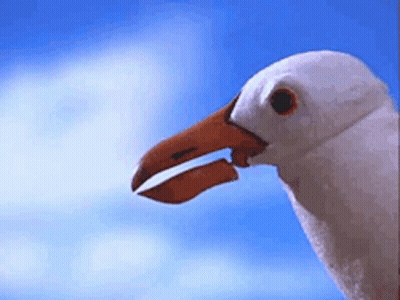 A Close Up Of A Seagull 'S Head With Its Beak Open . GIF