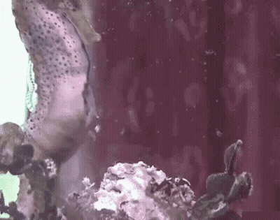 A Close Up Of A Seahorse Swimming In A Tank . GIF