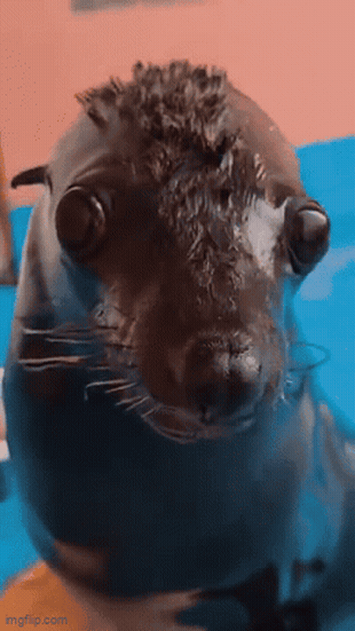 A Close Up Of A Seal Looking At The Camera With Imgflip.com In The Lower Right Corner GIF
