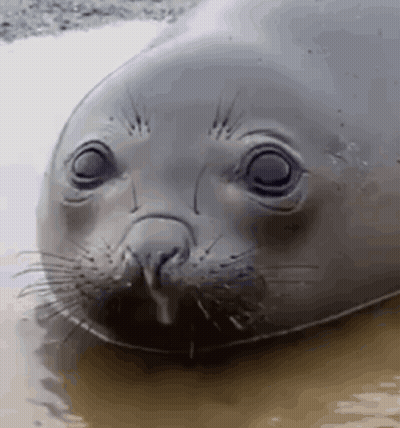 A Close Up Of A Seal 'S Face In The Water With Its Mouth Open . GIF