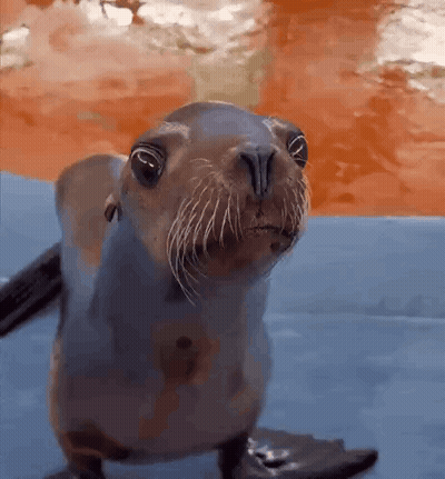 A Close Up Of A Seal 'S Face Looking At The Camera . GIF