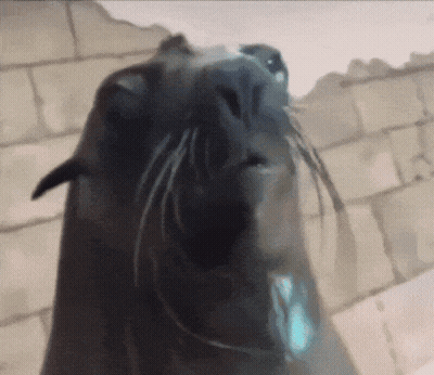 A Close Up Of A Seal 'S Face With A Brick Wall Behind It GIF