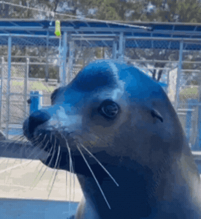 A Close Up Of A Seal 'S Face With A Green Light In The Background GIF