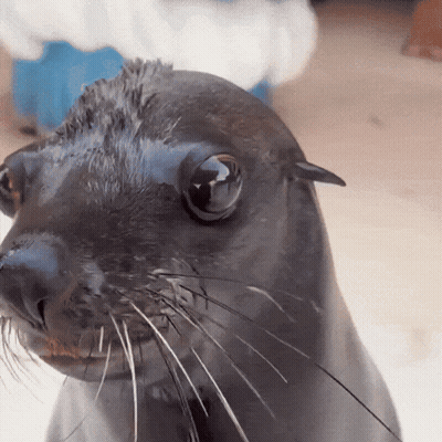 A Close Up Of A Seal 'S Face With A Person Behind It GIF