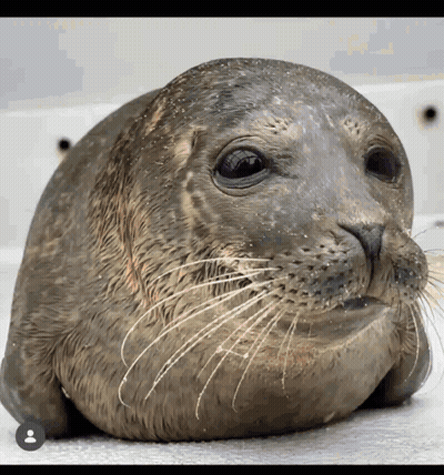 A Close Up Of A Seal 'S Face With A Person 'S Face In The Corner GIF