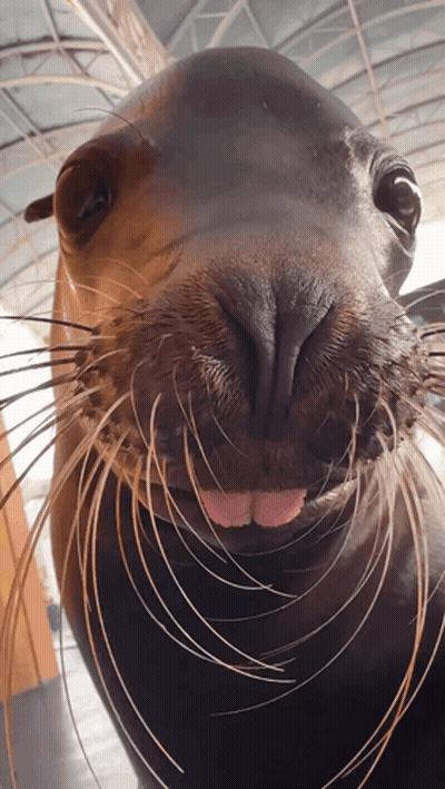 A Close Up Of A Seal 'S Face With A Pink Tongue Sticking Out GIF
