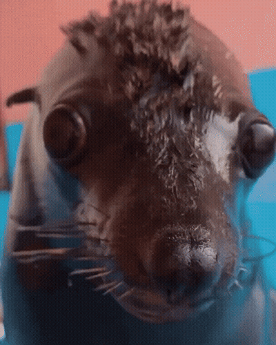 A Close Up Of A Seal 'S Face With Big Eyes GIF