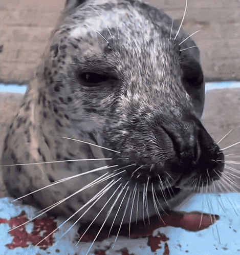 A Close Up Of A Seal 'S Face With Blood Coming Out Of Its Nose GIF