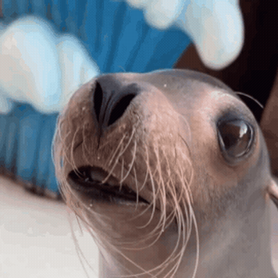 A Close Up Of A Seal 'S Face With Its Mouth Open GIF