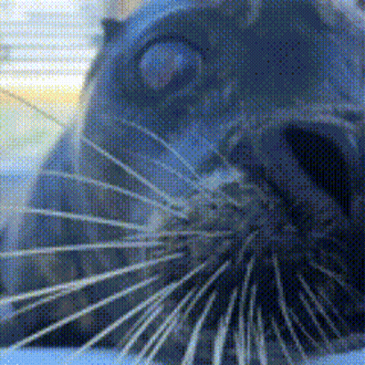 A Close Up Of A Seal 'S Nose With A Blue Background GIF