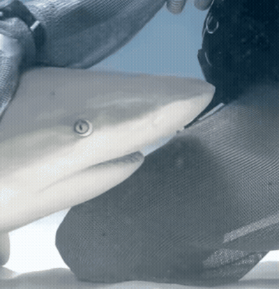 A Close Up Of A Shark 'S Face With A Person 'S Hand Behind It GIF