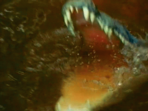A Close Up Of A Shark 'S Mouth With A Blue Eye In It GIF