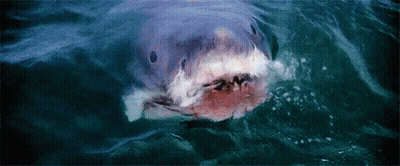 A Close Up Of A Shark Swimming In The Ocean . GIF