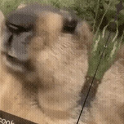 A Close Up Of A Sheep 'S Face In A Box Of Food . GIF