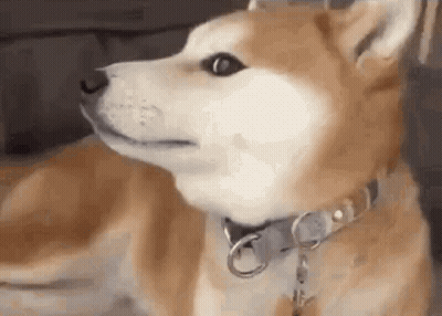 A Close Up Of A Shiba Inu Dog Wearing A Collar Looking At The Camera . GIF