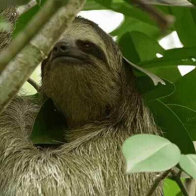 A Close Up Of A Sloth In A Tree With Leaves GIF