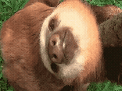 A Close Up Of A Sloth Laying On Its Back In The Grass Looking At The Camera . GIF