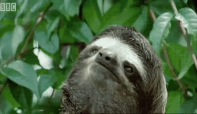 A Close Up Of A Sloth Looking Up At The Camera With Bbc Written In The Corner GIF