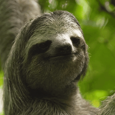 A Close Up Of A Sloth 'S Face Looking At The Camera GIF