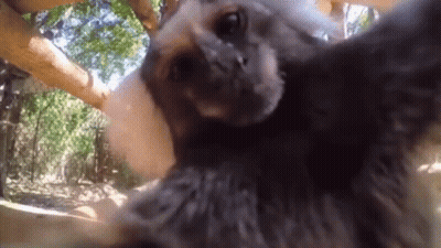 A Close Up Of A Sloth Taking A Picture Of Itself . GIF