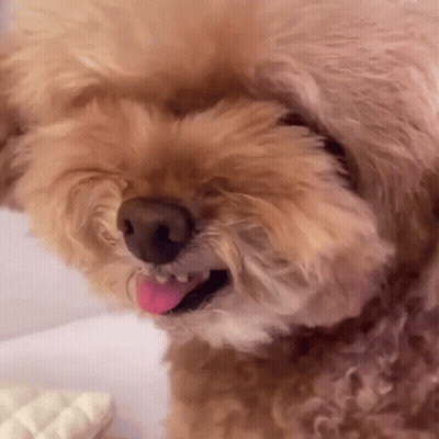 A Close Up Of A Small Brown Dog With Its Tongue Out . GIF