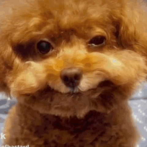 A Close Up Of A Small Brown Poodle Making A Face . GIF