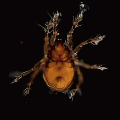 A Close Up Of A Small Bug With A Black Background GIF
