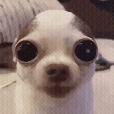 A Close Up Of A Small Dog 'S Face With Big Eyes Looking At The Camera . GIF