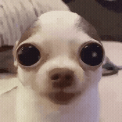 A Close Up Of A Small Dog With Very Large Eyes GIF