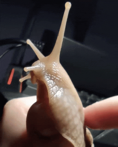 A Close Up Of A Snail Crawling On A Person 'S Hand GIF