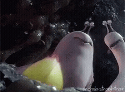 A Close Up Of A Snail Eating A Yellow Object GIF