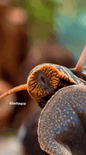 A Close Up Of A Snail With The Hashtag Bettaguy GIF