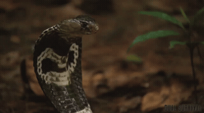 A Close Up Of A Snake On The Ground With The Words Dual Survival On The Bottom GIF