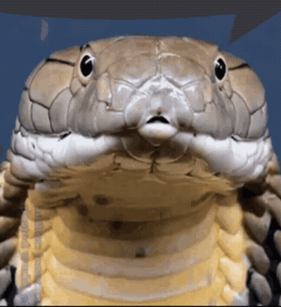 A Close Up Of A Snake 'S Face Against A Blue Background GIF