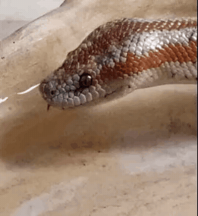 a close up of a snake 's head with its tongue sticking out .