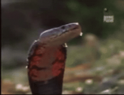 A Close Up Of A Snake 'S Mouth With A Spider In It . GIF
